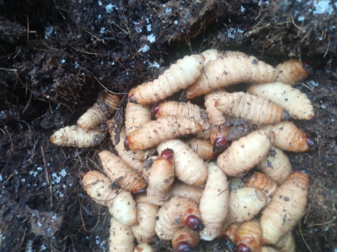 Lire la suite à propos de l’article À Kong, une jeune femme transforme 7 hannetons en espoir pour sa communauté
