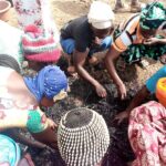 Formation à la fabrication et à la production des engrais organiques : biochar