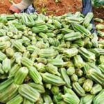 Valorisation des boues de vidange en agriculture : contribution à l’assainissement urbain, à la restauration des sols et à la sécurité alimentaire