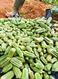 Read more about the article Valorisation des boues de vidange en agriculture : contribution à l’assainissement urbain, à la restauration des sols et à la sécurité alimentaire